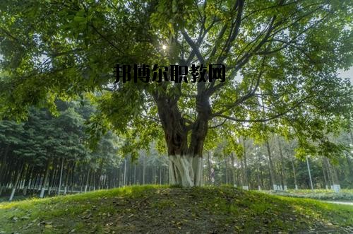 四川檔案學(xué)校2020年報(bào)名條件、招生要求、招生對(duì)象